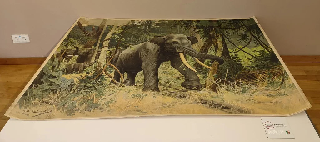 Schulwandbild - Restaurierung Indischer Elefant - von cirka 1903 - Bild Ausstellung
