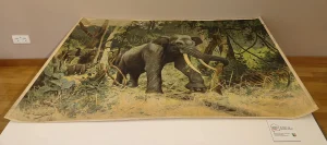 Schulwandbild - Restaurierung Indischer Elefant - von cirka 1903 - Bild Ausstellung